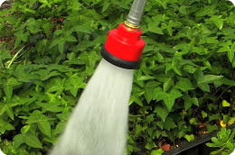 watering nozzle