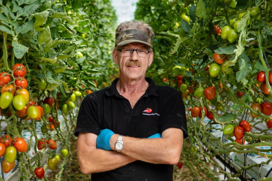 专业种植西红柿的要求